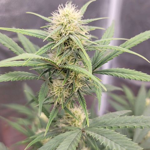 Northern Lights growlog timeline photo