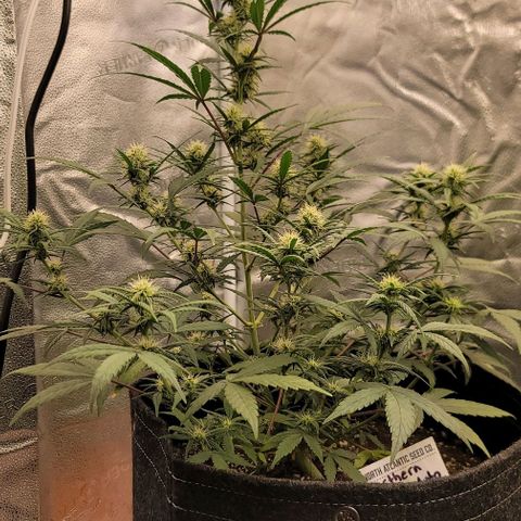 Northern Lights growlog timeline photo