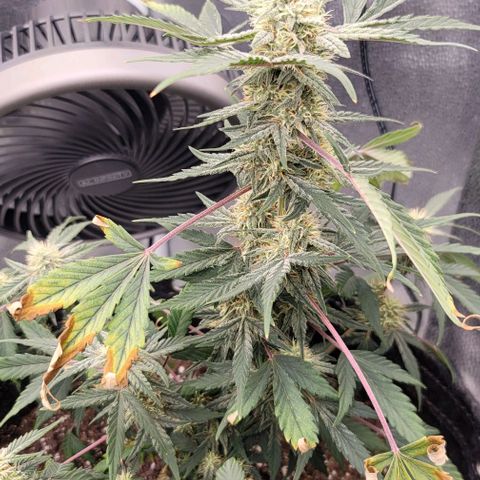 Cuba Libre growlog timeline photo