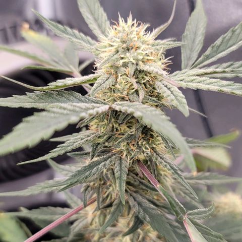 Cuba Libre growlog timeline photo