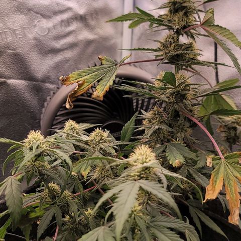 Cuba Libre growlog timeline photo