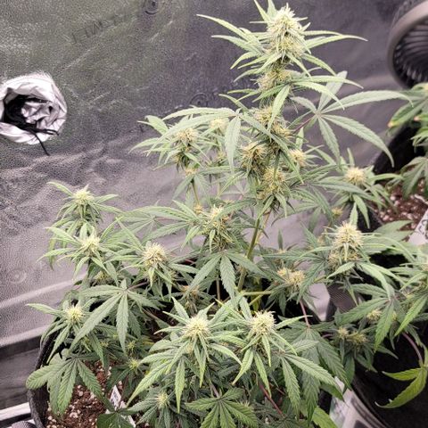 Northern Lights growlog timeline photo