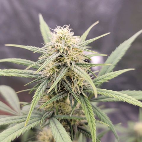 Northern Lights growlog timeline photo