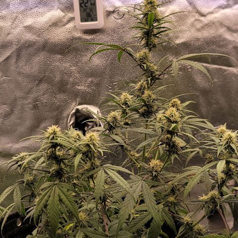 Northern Lights growlog timeline photo