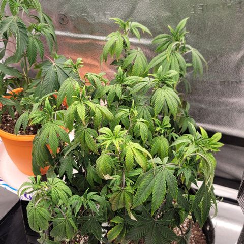 Pinkman Goo #1 growlog timeline photo