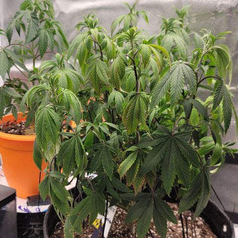 Pinkman Goo #1 growlog timeline photo