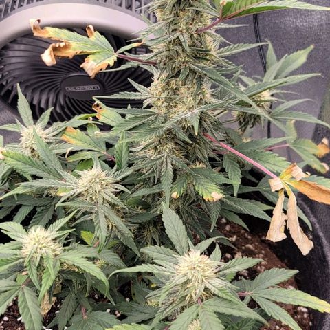 Cuba Libre growlog timeline photo