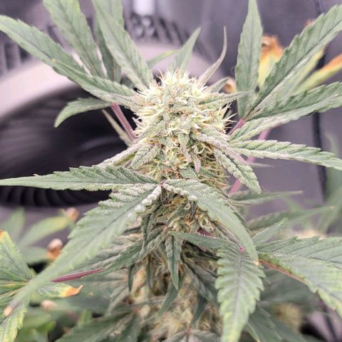 Cuba Libre growlog timeline photo