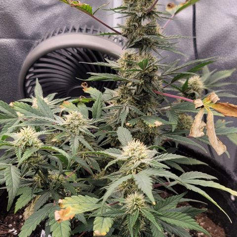 Cuba Libre growlog timeline photo