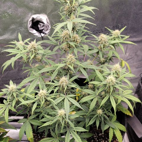 Northern Lights growlog timeline photo