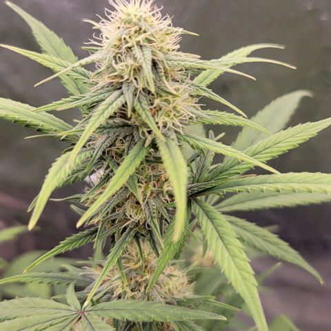 Northern Lights growlog timeline photo