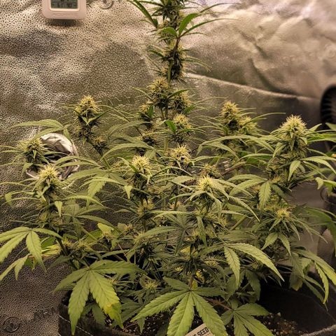 Northern Lights growlog timeline photo