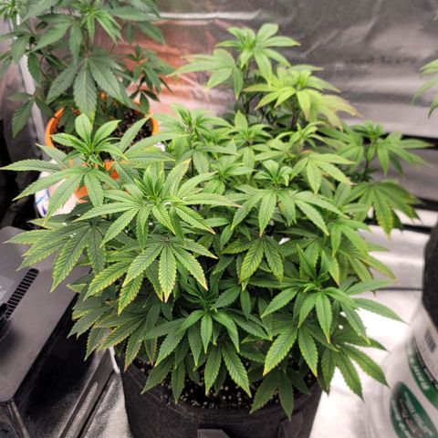 Pinkman Goo #1 growlog timeline photo