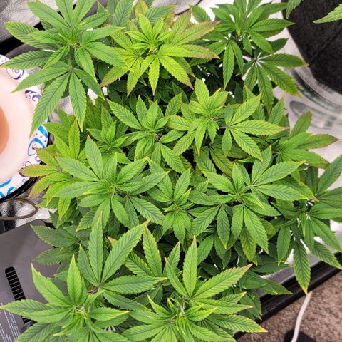Pinkman Goo #1 growlog timeline photo