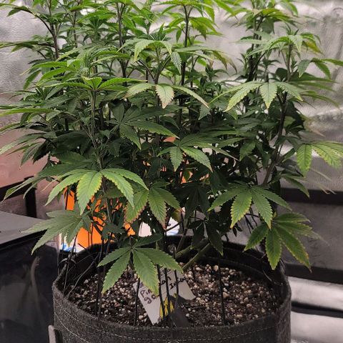 Pinkman Goo #1 growlog timeline photo