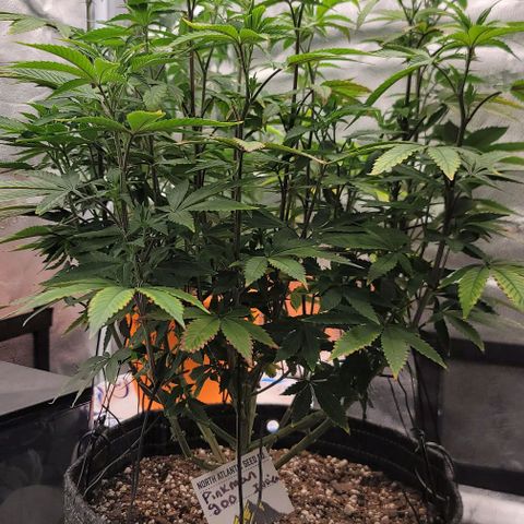 Pinkman Goo #1 growlog timeline photo
