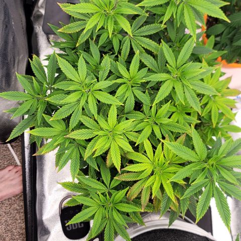 Pinkman Goo #1 growlog timeline photo