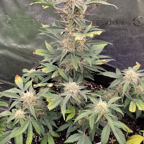 Cuba Libre growlog timeline photo