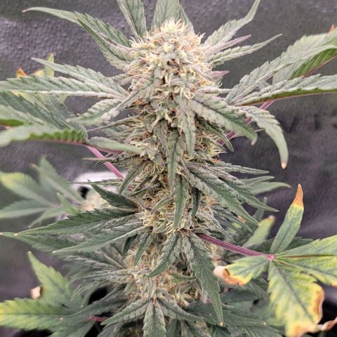 Cuba Libre growlog timeline photo