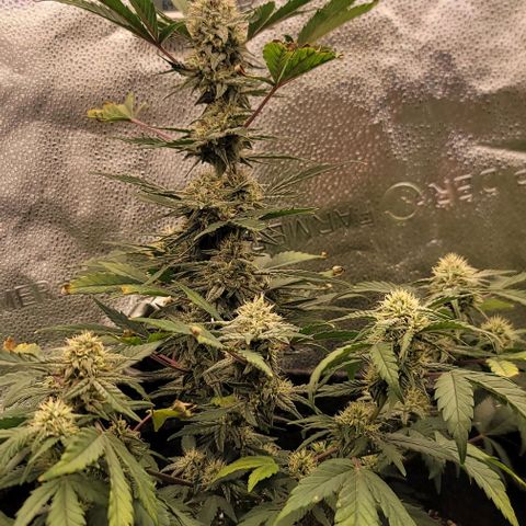 Cuba Libre growlog timeline photo