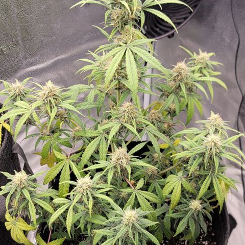Northern Lights growlog timeline photo
