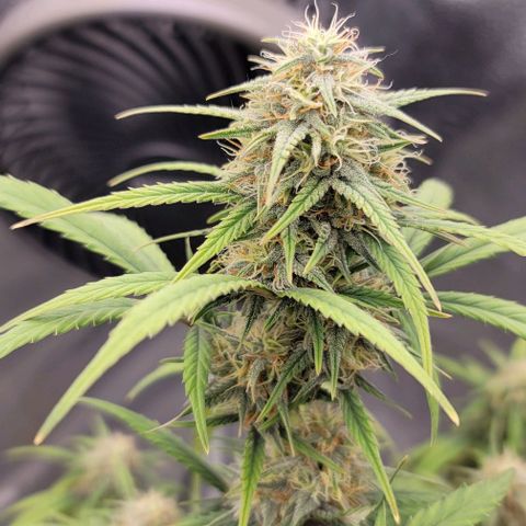 Northern Lights growlog timeline photo