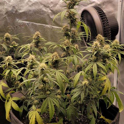 Northern Lights growlog timeline photo