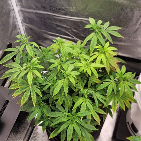 Pinkman Goo #1 growlog timeline photo