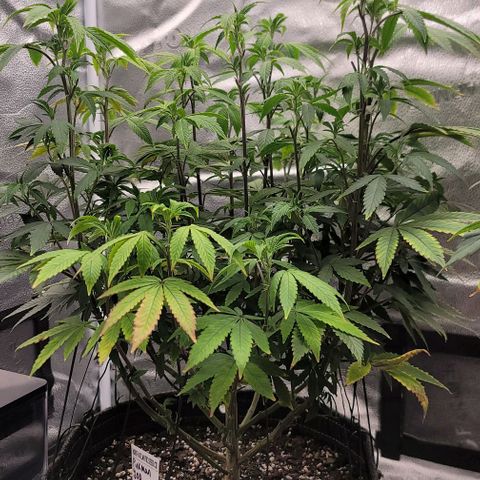 Pinkman Goo #1 growlog timeline photo