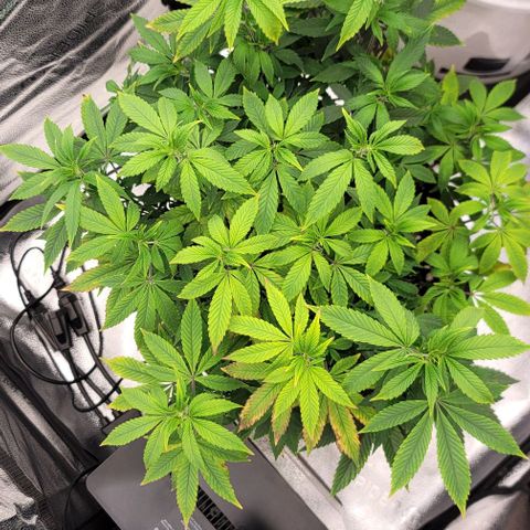 Pinkman Goo #1 growlog timeline photo
