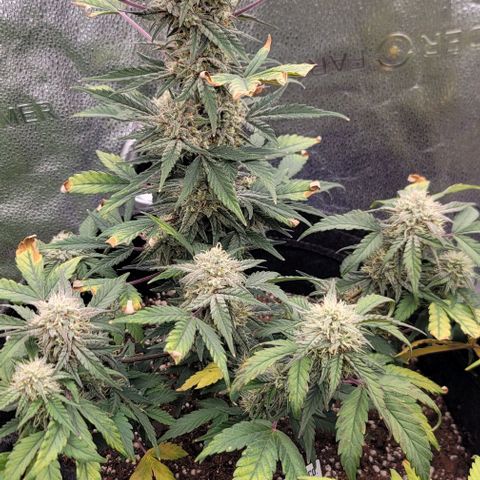 Cuba Libre growlog timeline photo