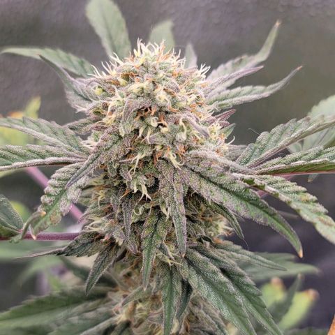 Cuba Libre growlog timeline photo