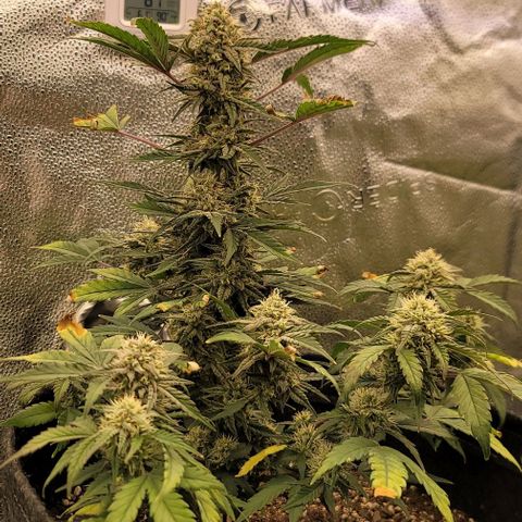 Cuba Libre growlog timeline photo