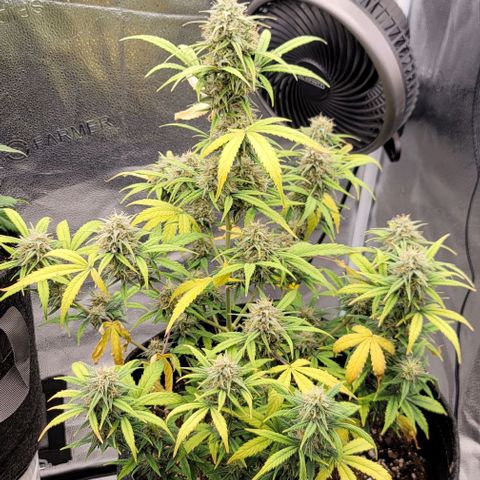 Northern Lights growlog timeline photo