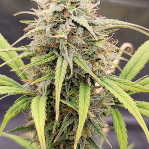 Northern Lights growlog timeline photo
