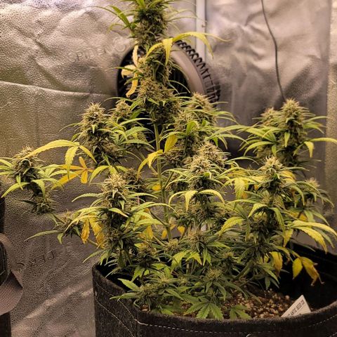 Northern Lights growlog timeline photo