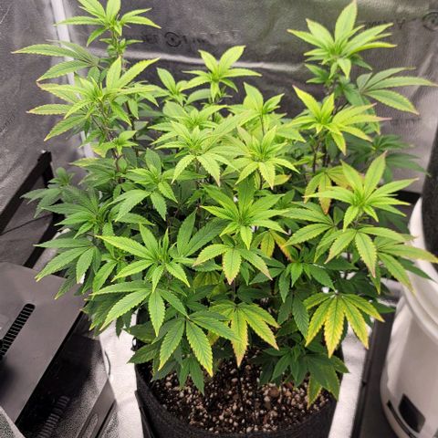 Pinkman Goo #1 growlog timeline photo