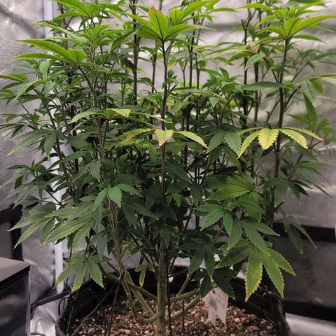 Pinkman Goo #1 growlog timeline photo