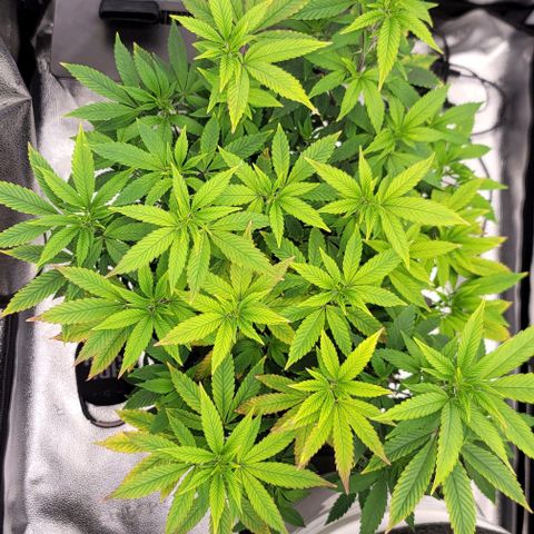 Pinkman Goo #1 growlog timeline photo
