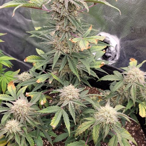 Cuba Libre growlog timeline photo