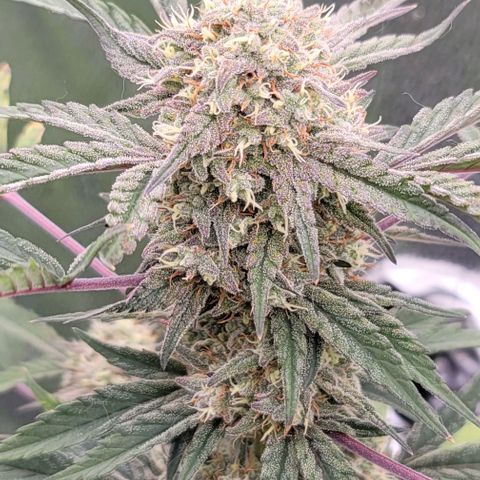 Cuba Libre growlog timeline photo