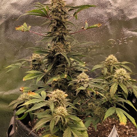 Cuba Libre growlog timeline photo