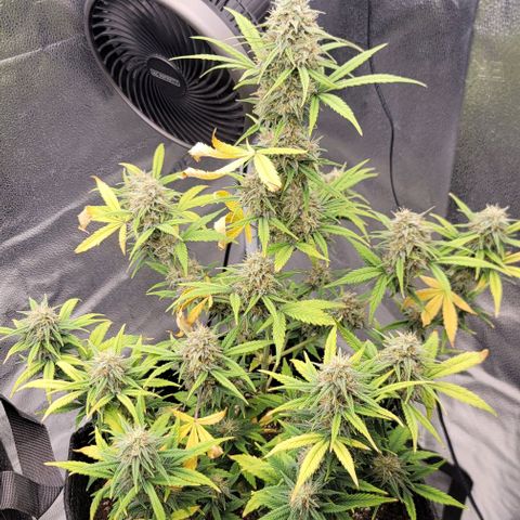 Northern Lights growlog timeline photo