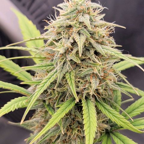 Northern Lights growlog timeline photo