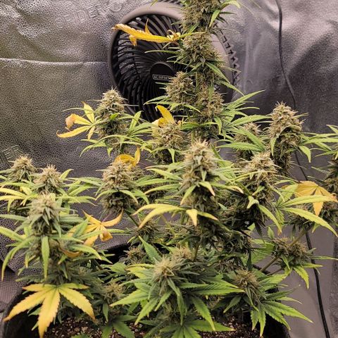 Northern Lights growlog timeline photo