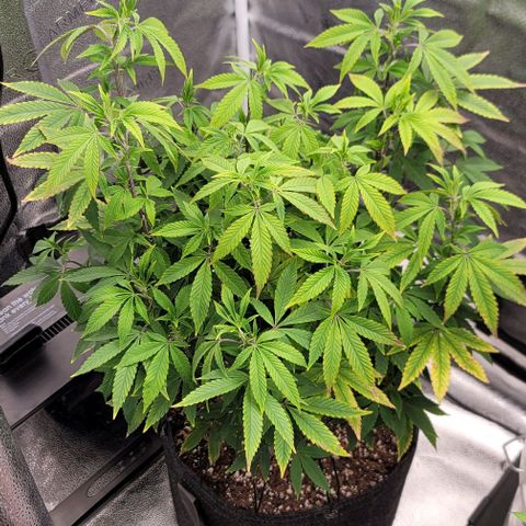 Pinkman Goo #1 growlog timeline photo