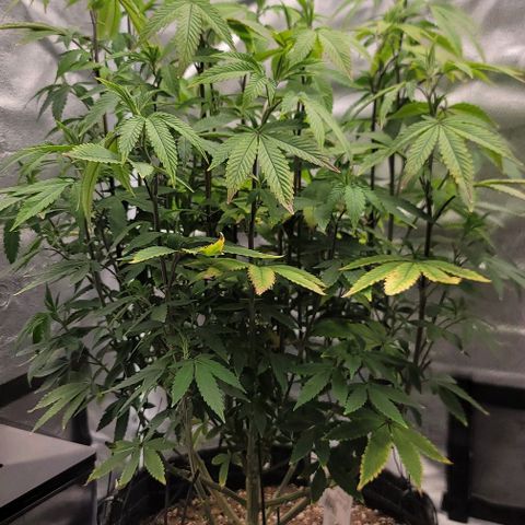 Pinkman Goo #1 growlog timeline photo