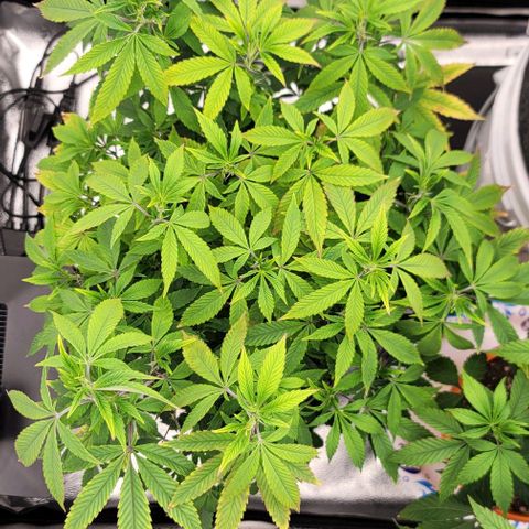 Pinkman Goo #1 growlog timeline photo