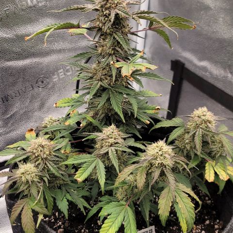 Cuba Libre growlog timeline photo
