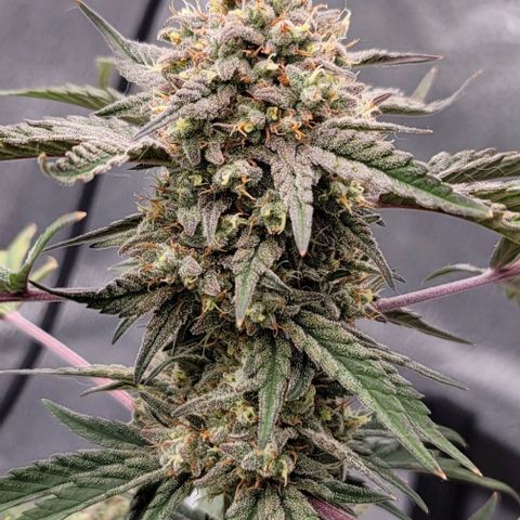Cuba Libre growlog timeline photo